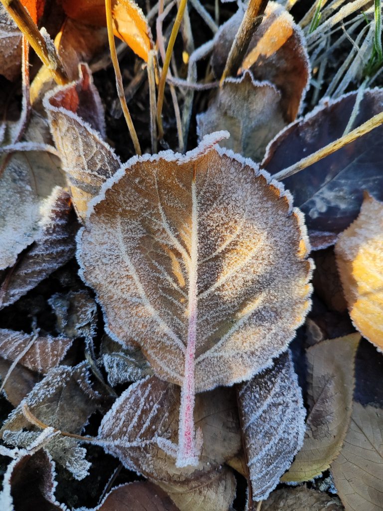 frosty leaf