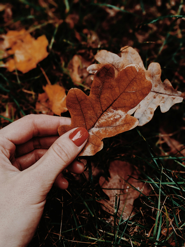 autumn leaves